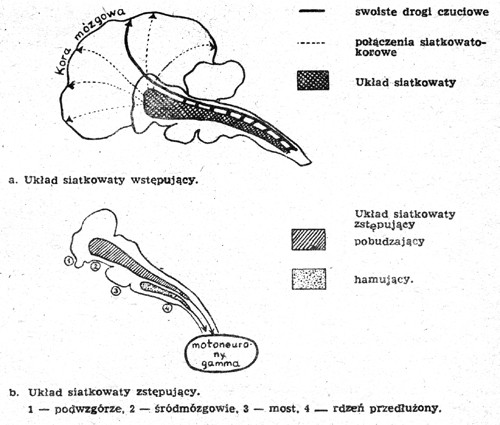 uk�ad siatkowy wst�puj�cy i zst�puj�cy